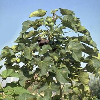 Jatropha Curcas